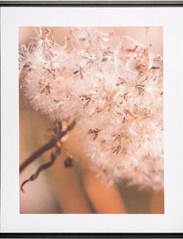 Creativ home Bild mit Rahmen Pusteblume, (1 St), auf Canvas-Leinwand