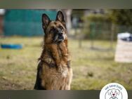 Tina Traumhund sucht Traumzuhause - Kirchzell