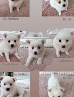 Wunderschöne Spitzwelpen abzugeben 🐶 - Dreieich