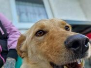 Aktiver ZACK sucht liebende Familie - Schwabach