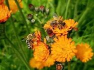 Orangerotes Habichtskraut (Hieracium aurantiacim) - Horgenzell