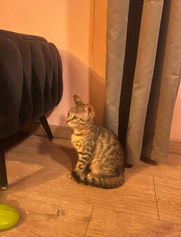 Bengal-mix kitten 13 Wochen alt - Neusäß