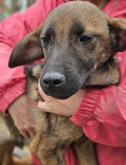 BEA ~kleines,gespreckeltes Hundefräulein - Duisburg