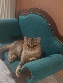 BKH Kitten, 015756449437 - Mörnsheim