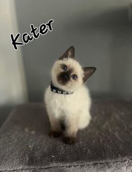 Heilige Birma, Siam, Kitten, Katzenbabys - Herten