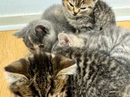 BKH MiX Katzenbabys - Düsseldorf