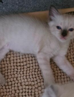 Seal Point Ragdoll Kitten mit Stammbaum - Räbke