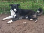 Kalle 🧡🧡🧡 Jungspund sucht Happy-Home - Bad Karlshafen