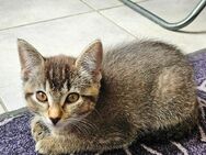 Babykatze Mädchen - Schwäbisch Gmünd