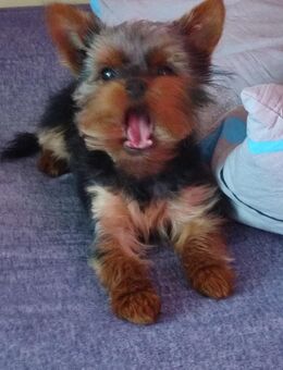1Jährige Mini Yorkshire Terrier Hündin - Bünde
