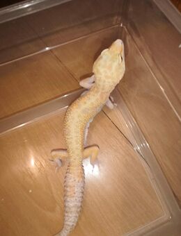 Leopardengecko Weibchen - Verl Kaunitz