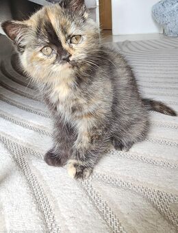 BKH katze und langhaare ( weiblich ) - Gelsenkirchen