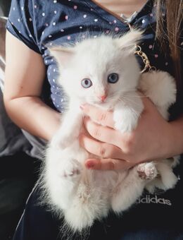 Ragdoll Kitten geimpft,entwurmt - Gelsenkirchen