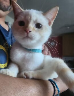 Ragdoll Katerchen - München