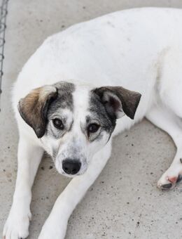 Zauberhafte ULNA sucht liebe Famiie - Neuberg