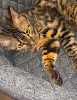 Bengal Katze - Trier