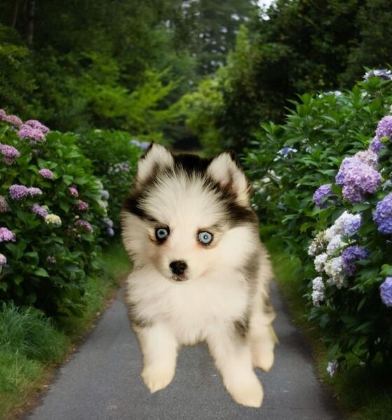Pomsky F2 Toy & Mini Puppengesicht Bärchentyp Wollycoat - Espelkamp
