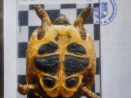 Testudo hermanni boettgeri Nachzuchten (24 u. älter) - Bernburg (Saale) Zentrum