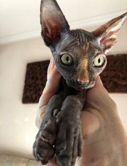 Tortie sphynx kitten - Hamburg Hamburg-Nord