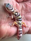 Junge Leopardgeckos abzugeben in 44149