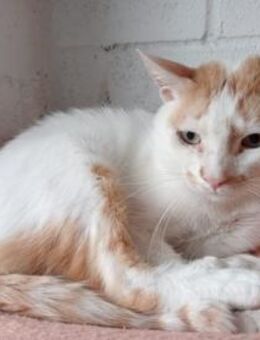 Pomelo sucht ein ruhiges Zuhause - Haar