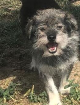 Bobby - treuer Senior - Schlitz