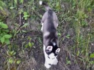 Hundewelpen Welpen husky , Welpen Hundebabys - Dortmund