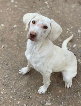 Aufgeweckte Ida - Beckingen