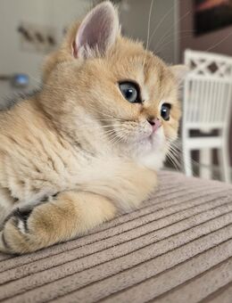 BKH Katze golden shaded geimpft gechipt entwurmt - Mettmann