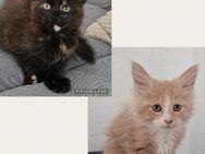 Maine Coon Kitten - Herzberg (Harz)