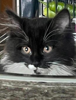 Katzen Baby Tuxedo - Bicolor - Frankfurt (Main)