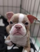 Süße Boston Terrier Welpen – Rüden und Hündinnen in 19339