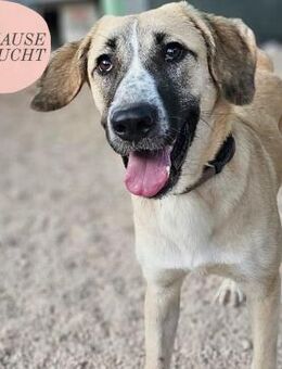 Bounty sucht ein Zuhause ❤️ - Saarbrücken