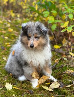 Traumhafter Collie-Welpe, 3 Monate alt, sucht liebevolles Zuhause 🐾 - Dallgow-Döberitz