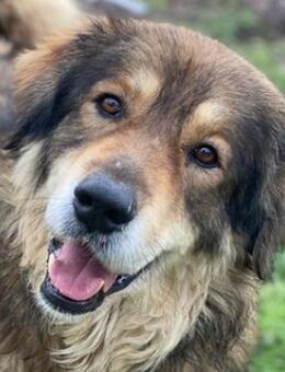 Nikolaus, geb. ca. 09/2015, GRIECHENLAND - Markdorf