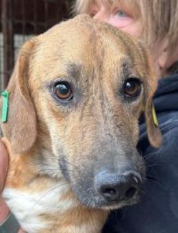 PIET-ruhiger, rehbrauner gestromter Rüde - Rösrath