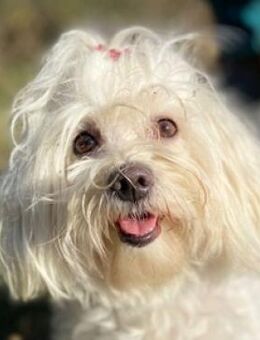 PEGGY 2 ist ein kleines Traumhündchen - Hof