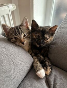 Babykatzen zu verkaufen - Gablingen