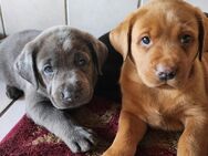 Wunderschöne Labrador Babys - Ebeleben