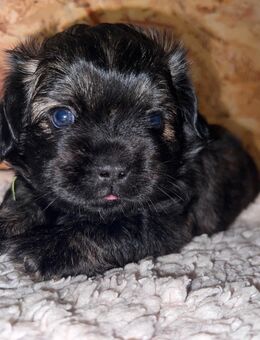 Wunderschöne Shih-Tzu mix Welpen auch für Allergiker geeignet - Oranienburg