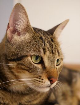 Kater Finn sucht ein neues Zuhause - Hamburg