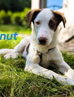 Donut neugieriger Junghund 12/24 in DE - Ruppertsecken