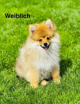 Pomeranian Zwergspitz Welpen jetzt 800,00 € - Essen (Oldenburg)
