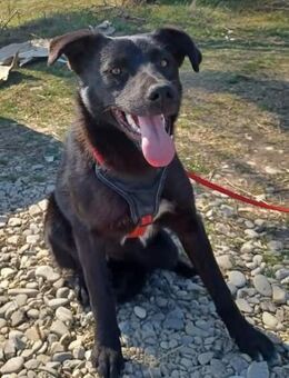 Luna, verspieltes Hundemädchen sucht Zuh - Unterföhring