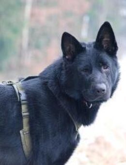 BOOMER, Energiebündel für Erfahrene - Reisbach