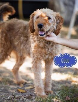 Gogo ein Kämpfer und Gewinner - Flörsheim-Dalsheim