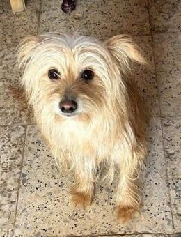 Lia; liebenswerte, starke Klein-Pfote - Geilenkirchen