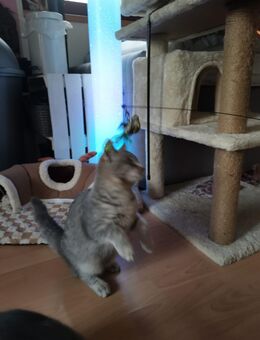 Zwei zuckersüße Stubentiger zu vermitteln ❤️ - Nettersheim