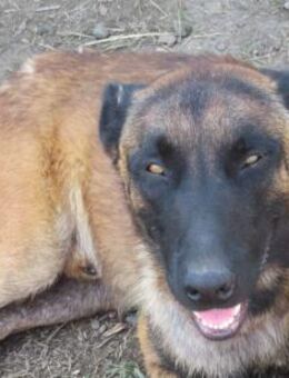 Vincent, der Abenteuerlustige 🐾 - Elsdorf (Nordrhein-Westfalen)