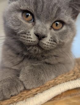BKH Kitten Weibchen - Duisburg